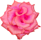 розовые (172) (141x138, 39Kb)